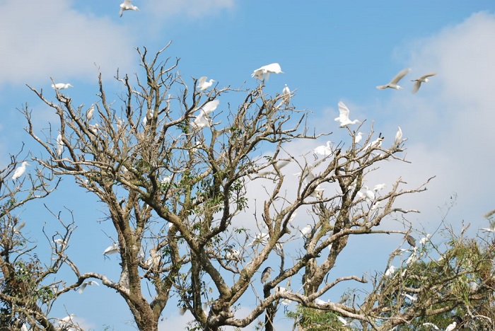 Những chú cò trắng muốt đậu trên ngọn cây - du lịch đảo cò Chi Lăng Nam Hải Dương