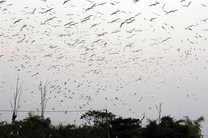 Đàn cò bay rợp bầu trời - du lịch đảo cò Chi Lăng Nam Hải Dương