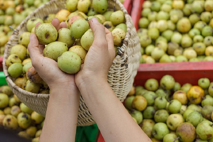 táo mèo Sapa - kinh nghiệm du lịch Sapa tháng 9