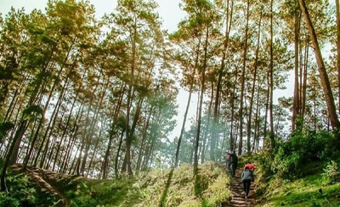 Yen Minh pine forest, Ha Giang