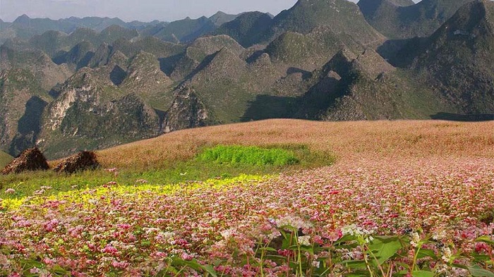 Du lịch Hà Giang, tam giác mạch, Tour Hà Giang, KATA Travel