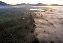 Đẹp hút hồn với màu xanh tươi mát ở Biển Hồ chè Gia Lai Sương sớm đẹp như tranh ở Biển Hồ chè Gia Lai