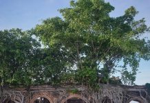 Kỳ lạ ngôi đình Tân Đông hơn 100 tuổi được ôm chặt bởi 2 cây bồ đề linh thiêng ngôi đình Tân Đông - Những chùm rễ bồ đề quấn chặt