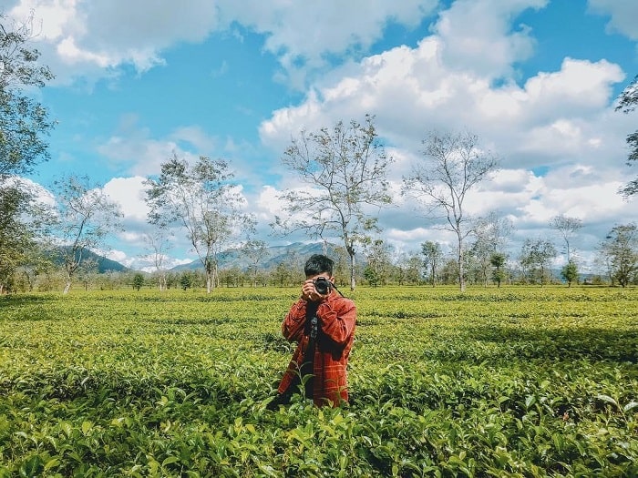 Thời điểm thích hợp để ghé thăm Biền Hồ chè Gia Lai là sáng sớm