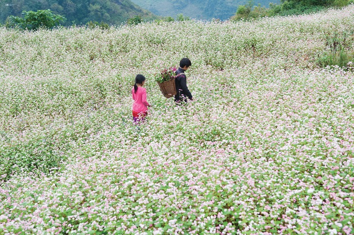 Cánh đồng hoa tam giác mạch tại xã Sủng Là là địa điểm du lịch ở Đồng Văn nổi tiếng