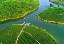 Du lịch đồi chè Thanh Chương – ốc đảo xanh đẹp tựa tranh vẽ của xứ Nghệ du lịch đồi chè Thanh Chương Nghệ An