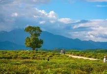 Khám phá đồi chè Đông Giang – Một điểm dừng chân lý tưởng Khám phá đồi chè Đông Giang yên bình