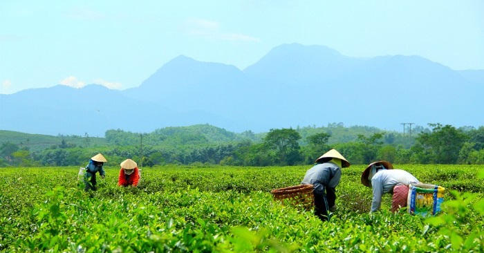 Mùa thu hoạch tại đồi chè Đông Giang