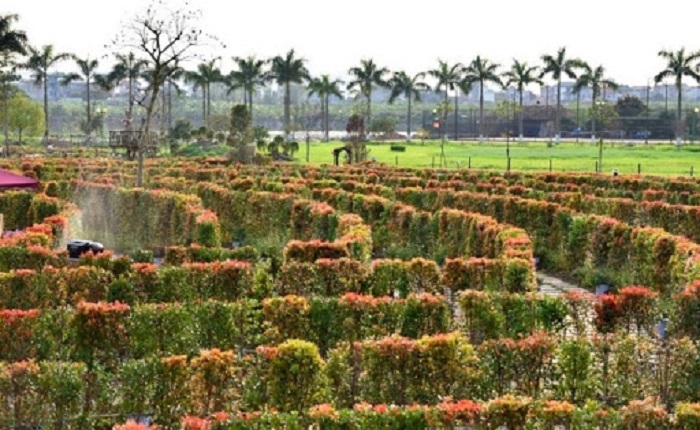 Khám phá công viên hoa hồng Rose park ở Long Biên