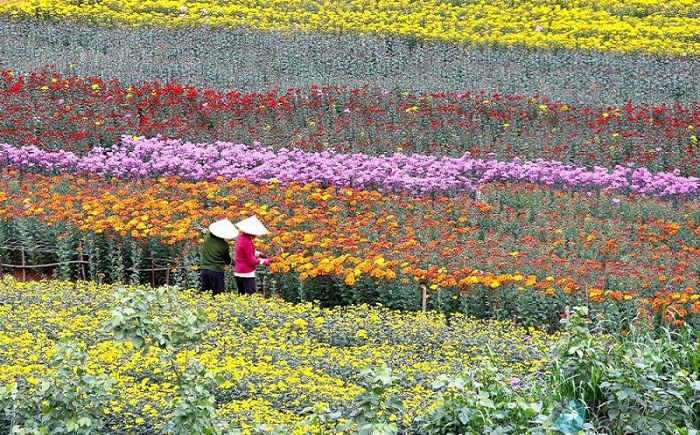 Làng hoa Mê Linh – một trong những làng hoa đẹp nhất Việt Nam