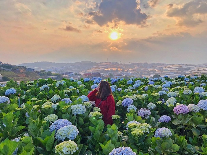 Làng hoa Thái Phiên – Đà Lạt – một trong những làng hoa đẹp nhất Việt Nam