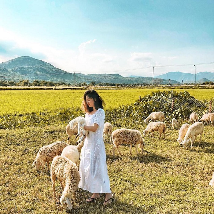 Đồng cừu Suối Tiên - địa điểm du lịch ở Cam Ranh