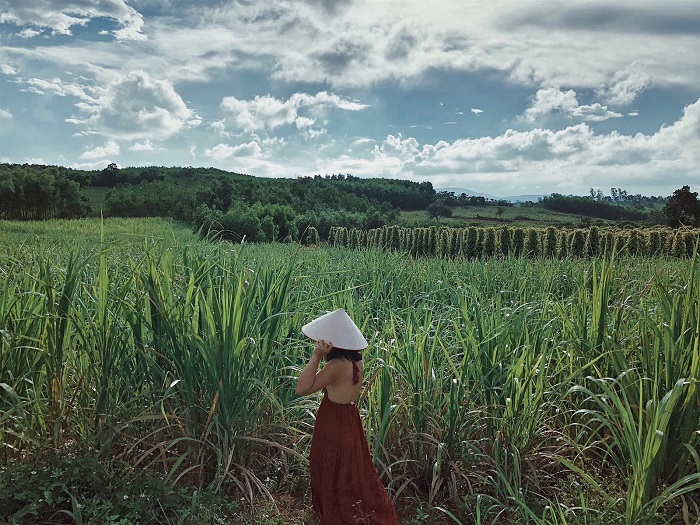 du lịch cao nguyên Vân Hòa Phú Yên