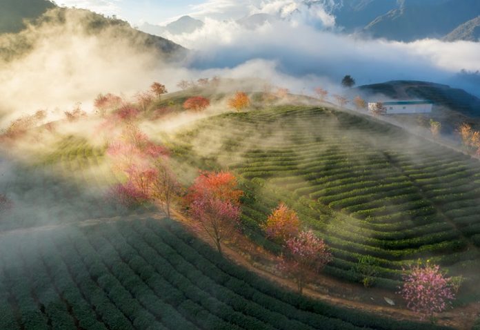 khám phá Đồi chè Ô Long Sapa