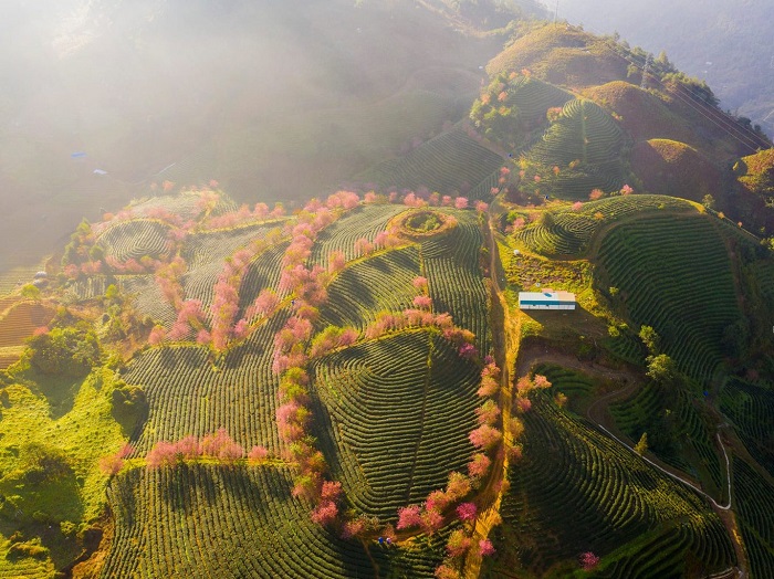 khám phá Đồi chè Ô Long Sapa