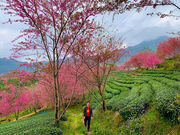 khám phá Đồi chè Ô Long Sapa