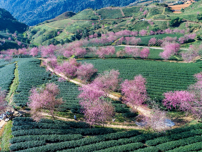 khám phá Đồi chè Ô Long Sapa