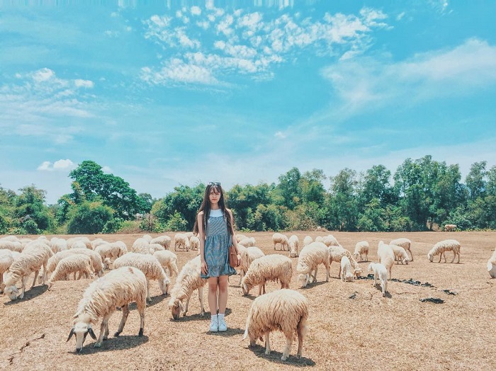check in cùng những chú cừu tại đồng cừu Suối Tiên Khánh Hòa