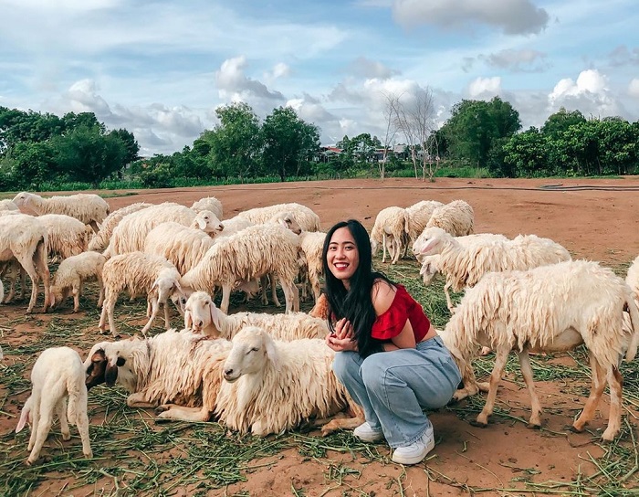 check in cùng những chú cừu tại đồng cừu Suối Tiên Khánh Hòa