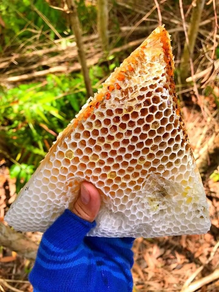 Mật ong rừng Yên Thế - đặc sản Bắc Giang mua làm quà