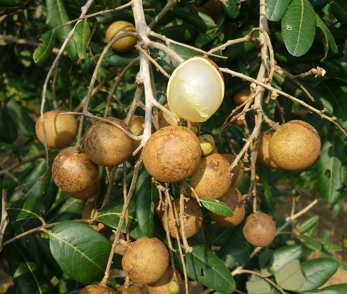 Nhãn Nhị Quý - đặc sản Tiền Giang mua làm quà