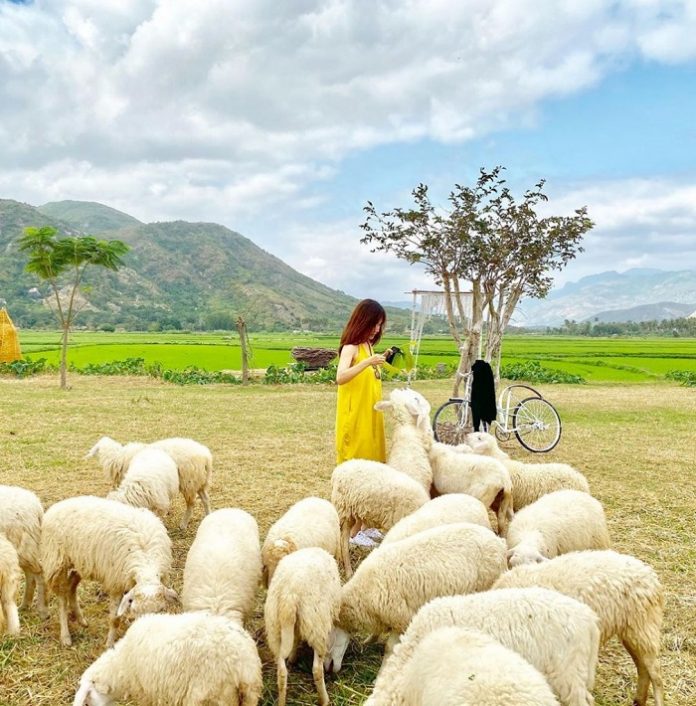 Đồng cừu Suối Tiên – đồng cừu đẹp nhất Việt Nam