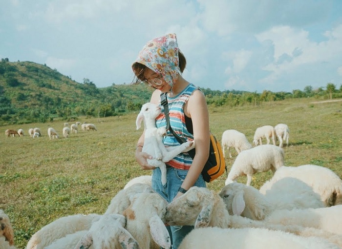 Đồng cừu Suối Nghệ – đồng cừu đẹp nhất Việt Nam