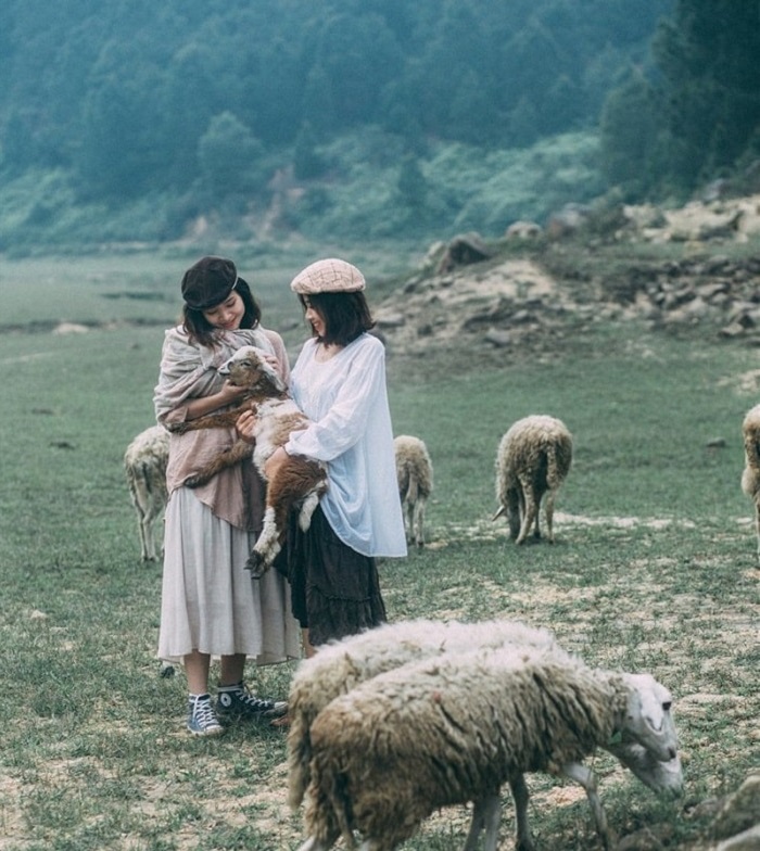 Đông cừu Yên Thành – Nghệ An – đồng cừu đẹp nhất Việt Nam