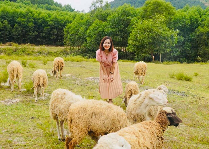 Đông cừu Yên Thành – Nghệ An – đồng cừu đẹp nhất Việt Nam