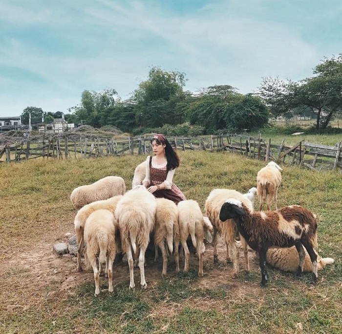 Đồng cừu Thảo Nguyên Hoa Long Biên – đồng cừu đẹp nhất Việt Nam