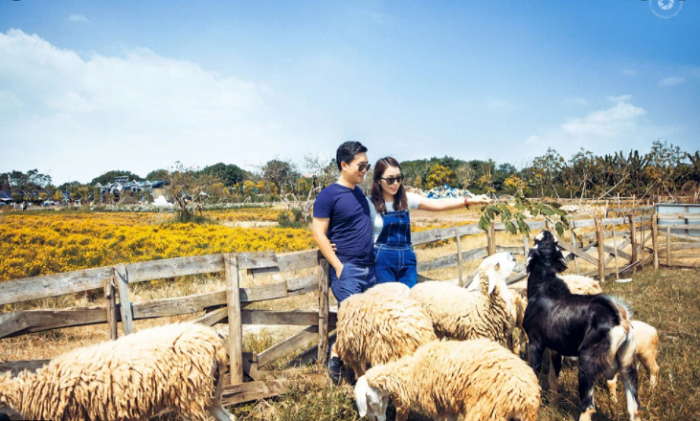 Đồng cừu Thảo Nguyên Hoa Long Biên – đồng cừu đẹp nhất Việt Nam
