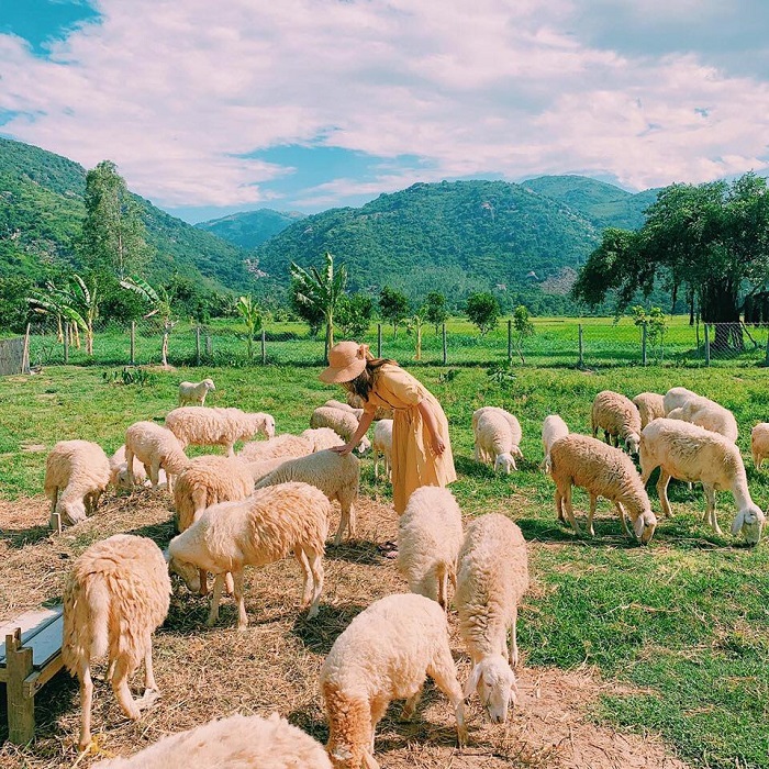 Đồng cừu Suối Tiên – đồng cừu đẹp nhất Việt Nam