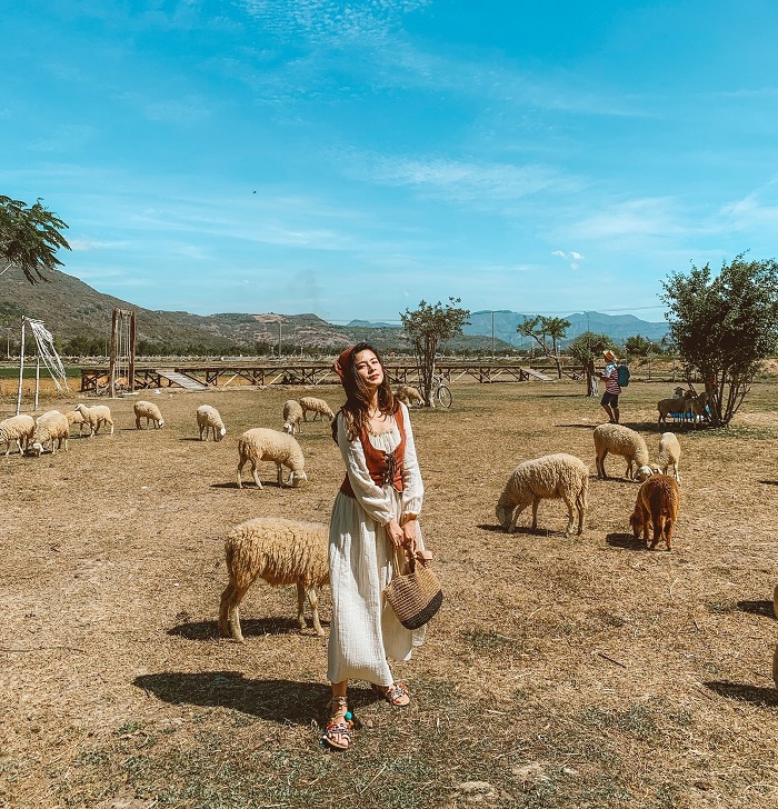 Đồng cừu An Hòa – Ninh Thuận – đồng cừu đẹp nhất Việt Nam