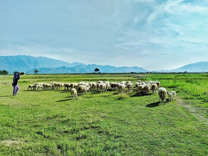 Đồng cừu An Hòa – Ninh Thuận – đồng cừu đẹp nhất Việt Nam