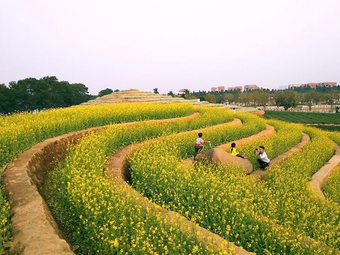 vườn hoa hình ruộng bậc thang tại khu du lịch sinh thái Đan Phượng Hà Nội