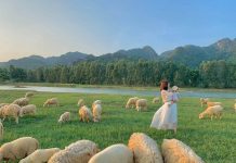 Du lịch đồng cừu Gia Hưng – Thiên đường check in đẹp hút hồn của vùng đất Ninh Bình du lịch đồng cừu Gia Hưng Ninh Bình