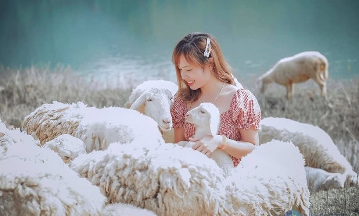 chơi đùa cùng những chú cừu tại đồng cừu Gia Hưng Ninh Bình