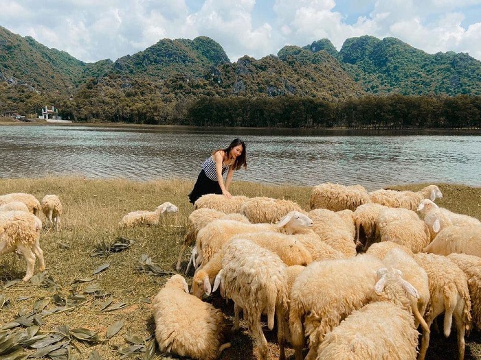 chơi đùa cùng những chú cừu tại đồng cừu Gia Hưng Ninh Bình