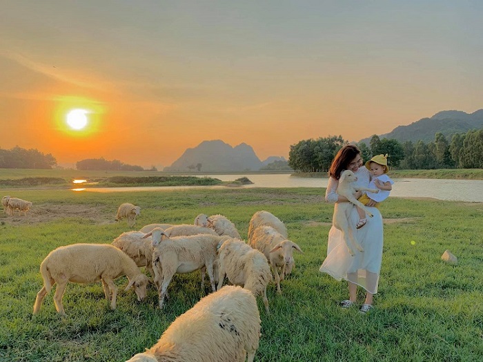 du lịch đồng cừu Gia Hưng Ninh Bình