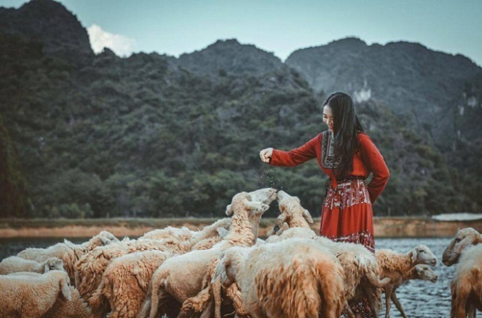 kinh nghiệm du lịch đồng cừu Gia Hưng Ninh Bình