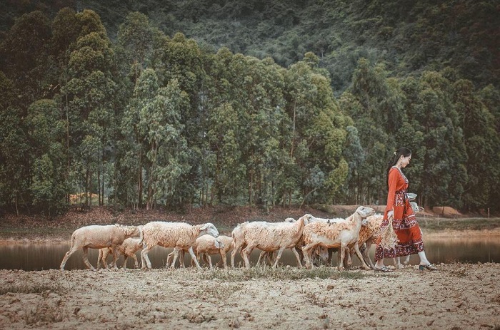 kinh nghiệm du lịch đồng cừu Gia Hưng Ninh Bình