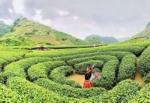 Lụi tim trước những đồi chè đẹp nhất Việt Nam khiến các tín đồ sống ảo phải ‘phát cuồng’ Đồi chè Mộc Châu - một trong những đồi chè đẹp nhất Việt Nam