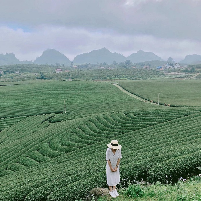 Đồi chè Pleiku - một trong những đồi chè đẹp nhất Việt Nam 