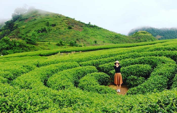 Đồi chè Mộc Châu - một trong những đồi chè đẹp nhất Việt Nam 