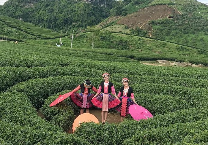 Đồi chè Mộc Châu - một trong những đồi chè đẹp nhất Việt Nam 