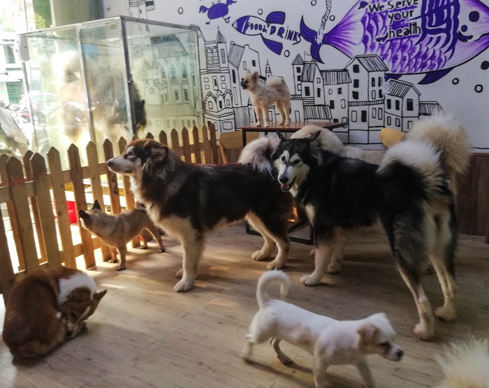 Yuna Alaska Coffee - quán cafe thú cưng ở Sài Gòn nổi tiếng