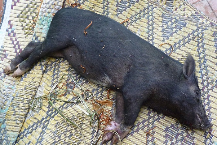 Thịt lợn đen - đặc sản Tuyên Quang nổi tiếng