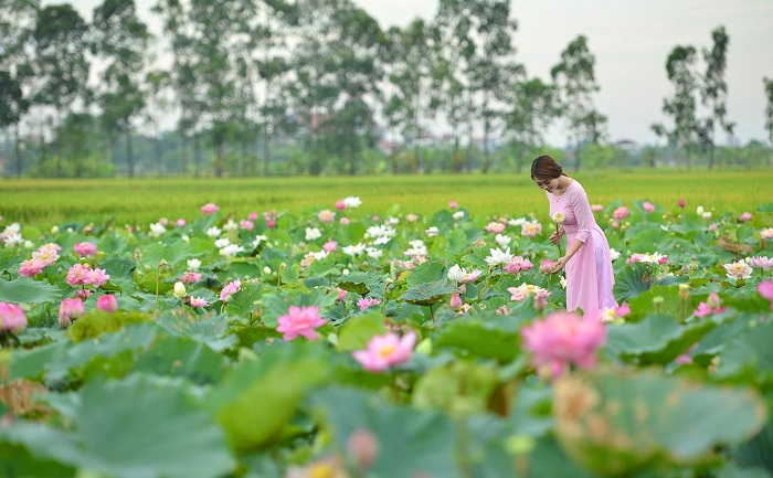 Đầm sen Ninh Sở - đầm sen đẹp gần Hà Nội