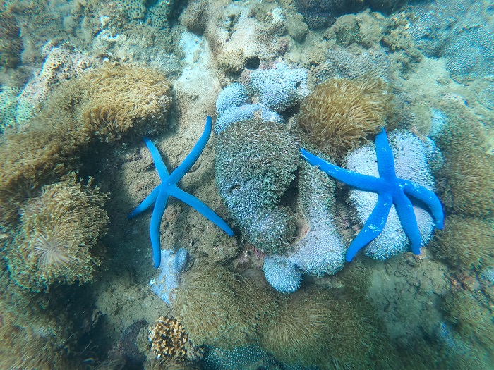 lặn ngắm san hô khi du lịch hòn Chảo Đà Nẵng 
