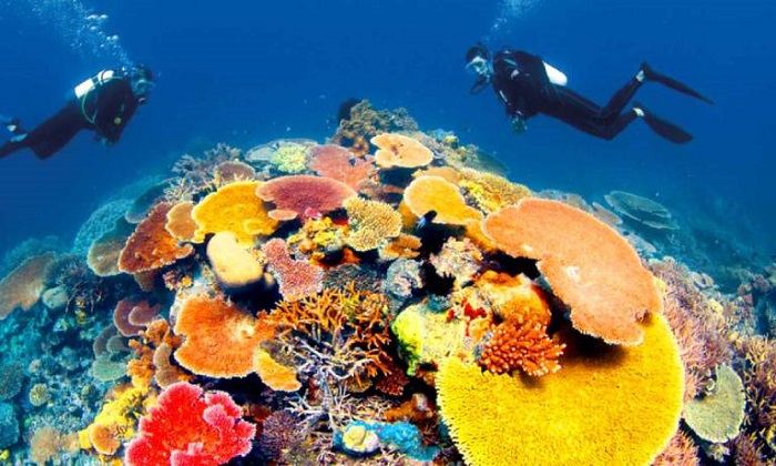 kinh nghiệm đi du lịch Côn Đảo lặn biển ngắm san hô